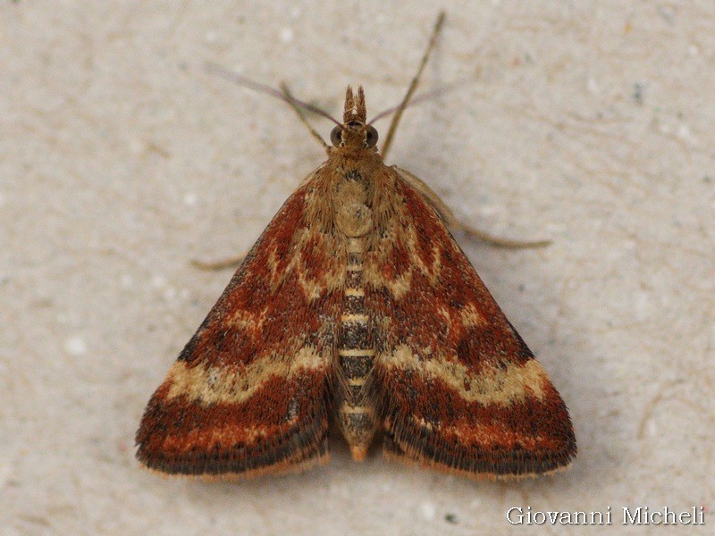 Pyrausta despicata ...variabili...